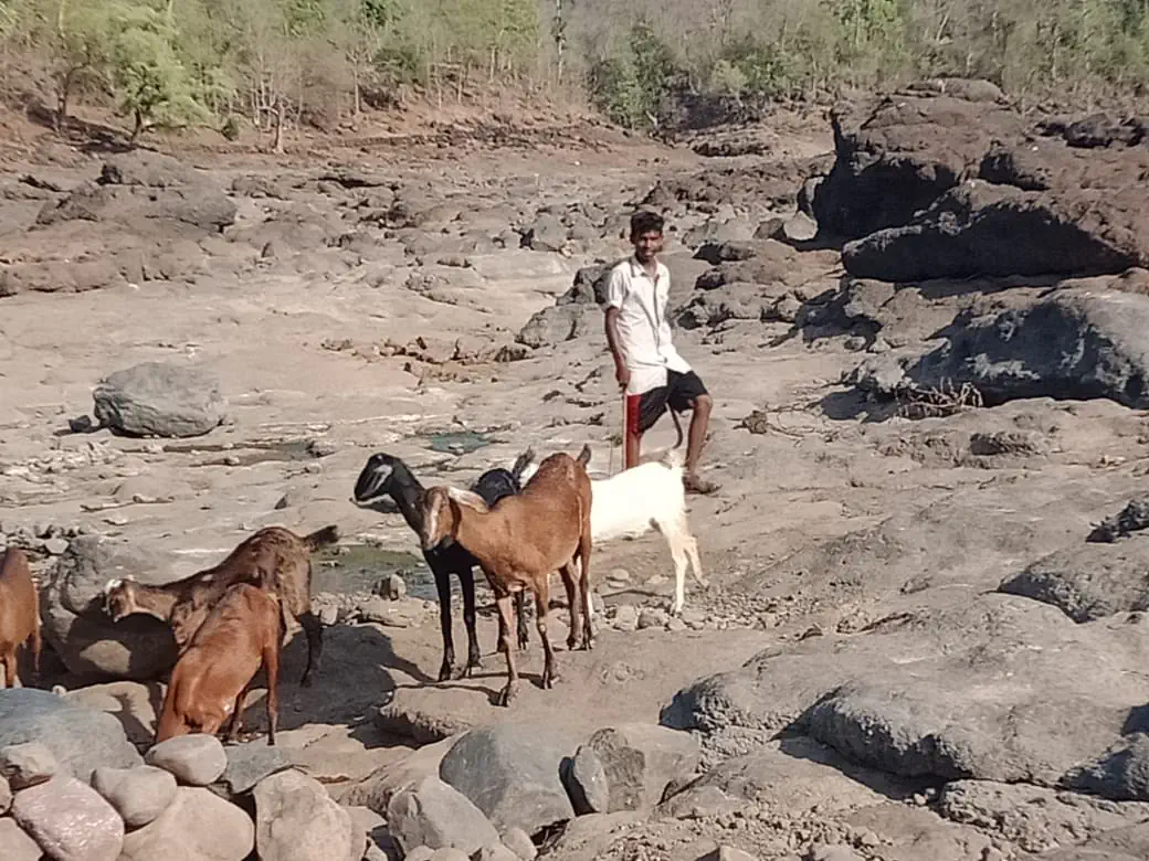 आखाडा परिसरात प्राण्यांनाही पाण्यासाठी करावी लागते वणवण