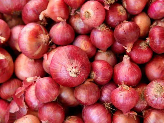 परतीच्या पावसाचा जोर; कांदा महागला