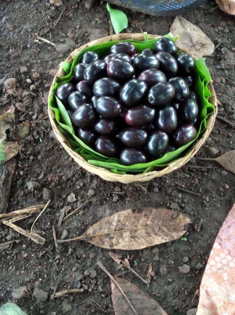 बहाडोलीचे जांभूळ भौगोलिक मानांकनाच्या तयारीत