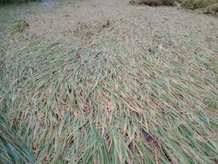 शेतकऱ्यांच्या स्वप्नांनवर पाणी