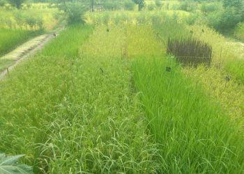 विक्रमगडमध्ये भाताच्या 55 जातीच्या देशी वाणांची शेती