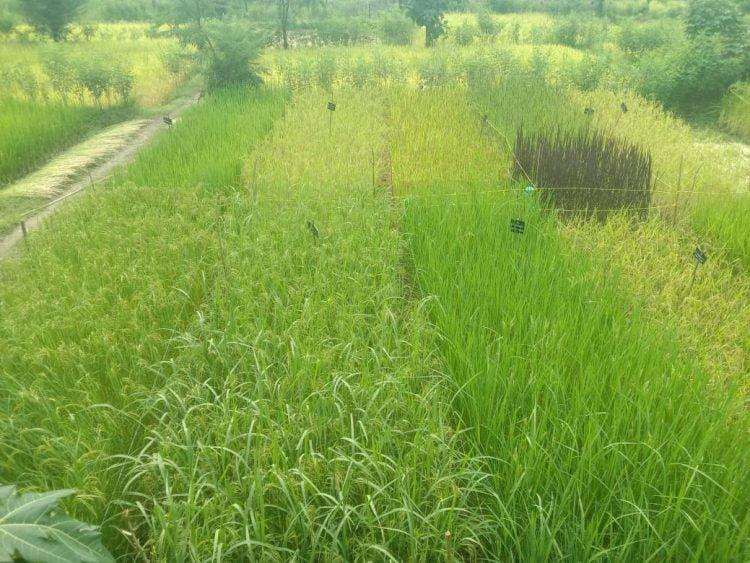 विक्रमगडमध्ये भाताच्या 55 जातीच्या देशी वाणांची शेती