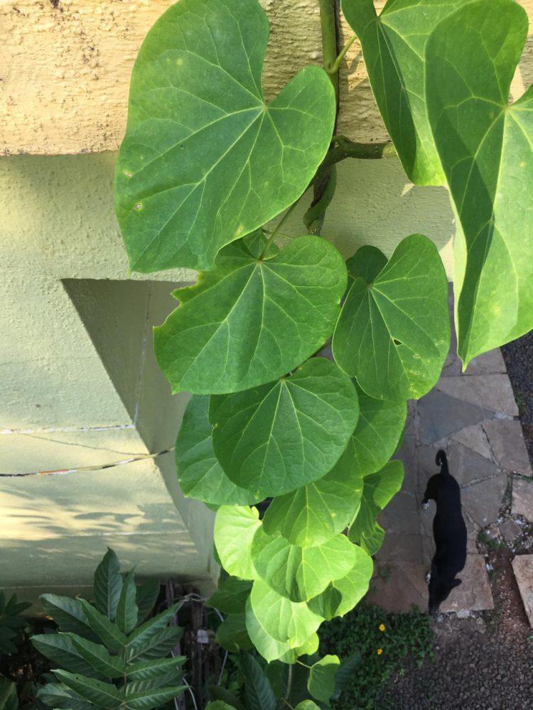 रोगप्रतिकारक शक्ती वाढीसाठी गुळवेल ठरतेय नवसंजीवनी