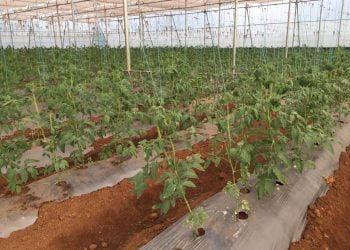 टॉमेटो उत्पादन शेतकऱ्यांना बोगस बियाणाचा फटका