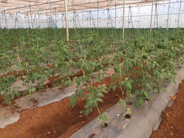 टॉमेटो उत्पादन शेतकऱ्यांना बोगस बियाणाचा फटका