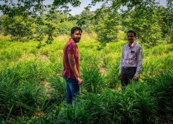 आले लागवडीचा यशस्वी प्रयोग