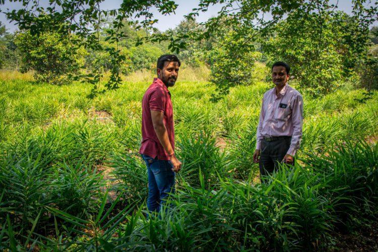 आले लागवडीचा यशस्वी प्रयोग