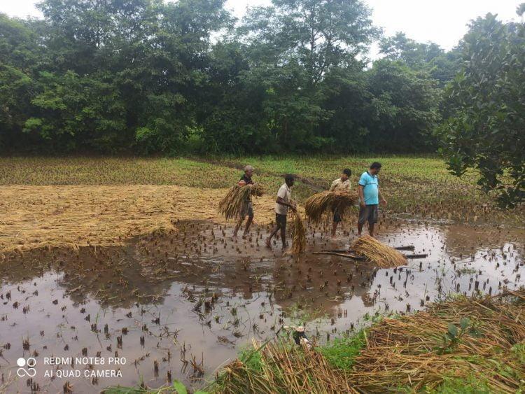 शेतात जमलेल्या पाण्यामुळे मजुरीचा खर्च तिप्पट