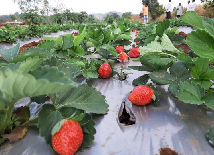 महाबळेश्वरच्या स्ट्रॉबेरीचा गोडवा आता जव्हार मध्ये