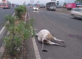 महामार्गावर पडलेली मृत गाय हटविण्यासाठी लागले अठरा तास