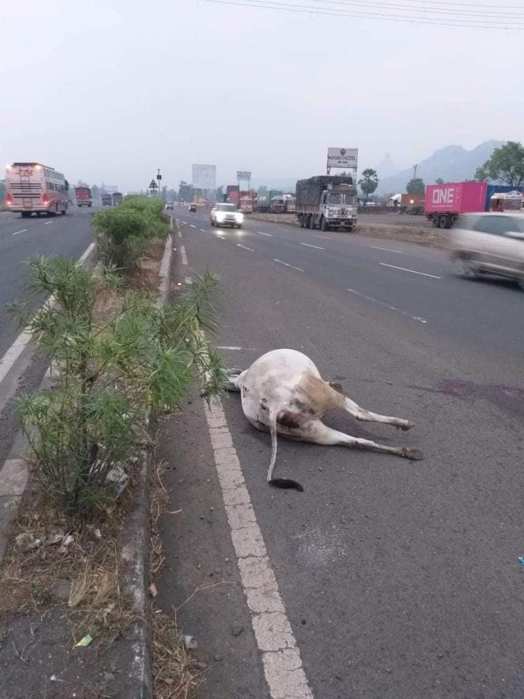 महामार्गावर पडलेली मृत गाय हटविण्यासाठी लागले अठरा तास