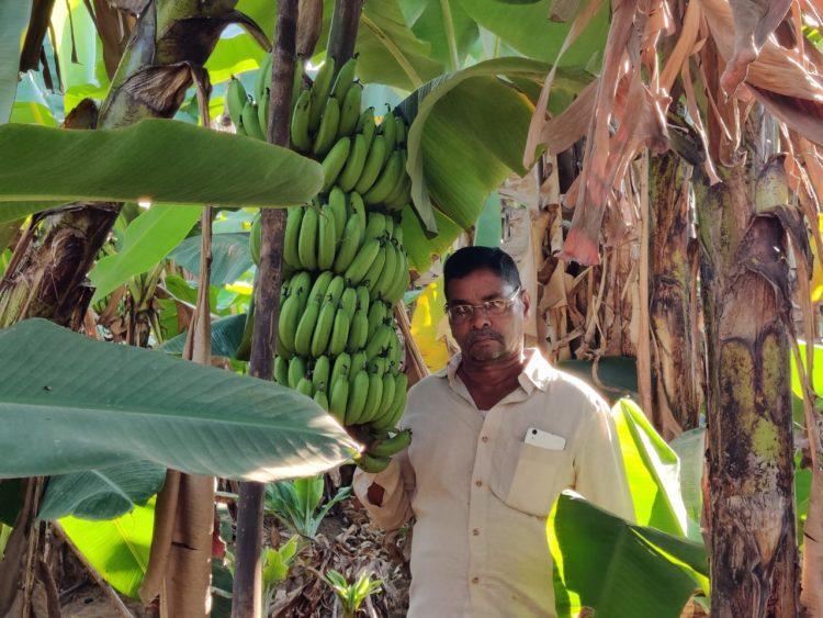 वाड्यातील शेतकऱ्यांचा कल केळीच्या शेतीकडे