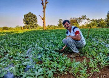 वाड्यातील शेतकरी कलिंगडाच्या शेतीकडे