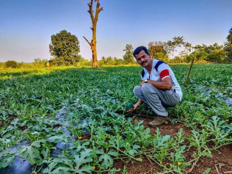 वाड्यातील शेतकरी कलिंगडाच्या शेतीकडे