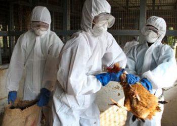 बर्ड फ्लू नुकसानग्रस्तना मिळणार भरपाई