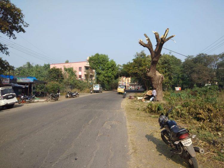 रस्ता रुंदीकरणात बेसुमार वृक्ष तोड