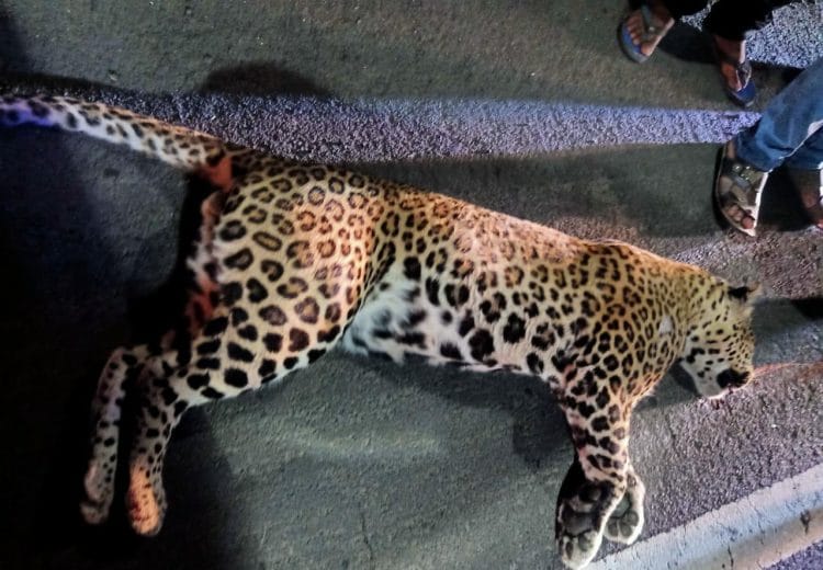 राष्ट्रीय महामार्गावर बिबट्याचा बळी