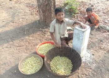 मोहाच्या फुलाने रोजगारांची निर्मिती