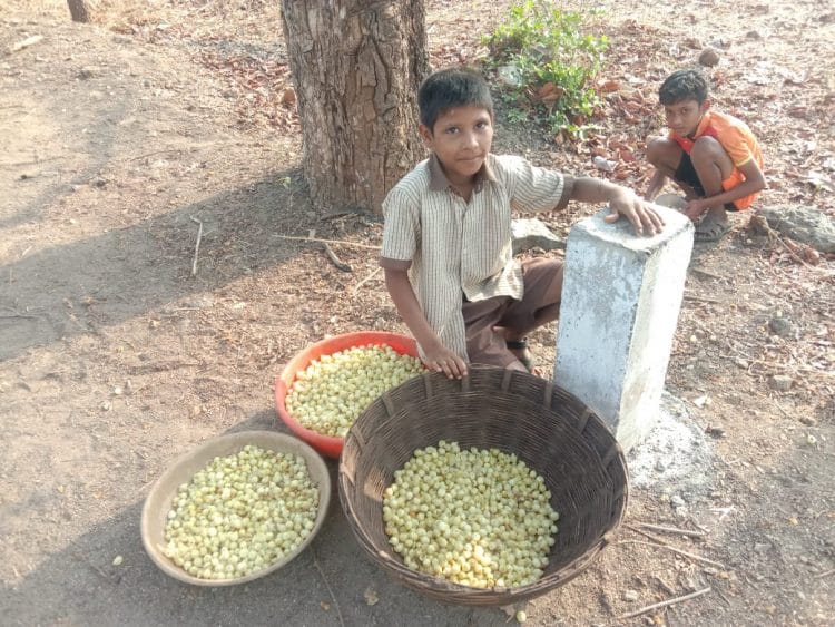मोहाच्या फुलाने रोजगारांची निर्मिती