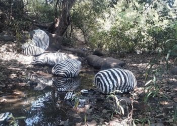 निसर्गाच्या सानिध्यात भू- कलेने साकारला आविष्कार