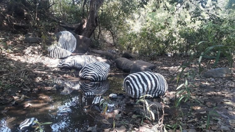 निसर्गाच्या सानिध्यात भू- कलेने साकारला आविष्कार
