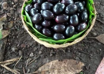 बहाडोलीच्या जांभळाची झाडे टपोऱ्या जांभळांनी बहरली.