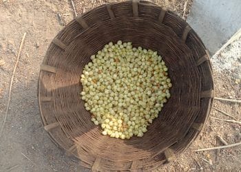 मोहफुले ठरणार आदिवासी समाजाच्या उपजीविकेसाठी वरदान