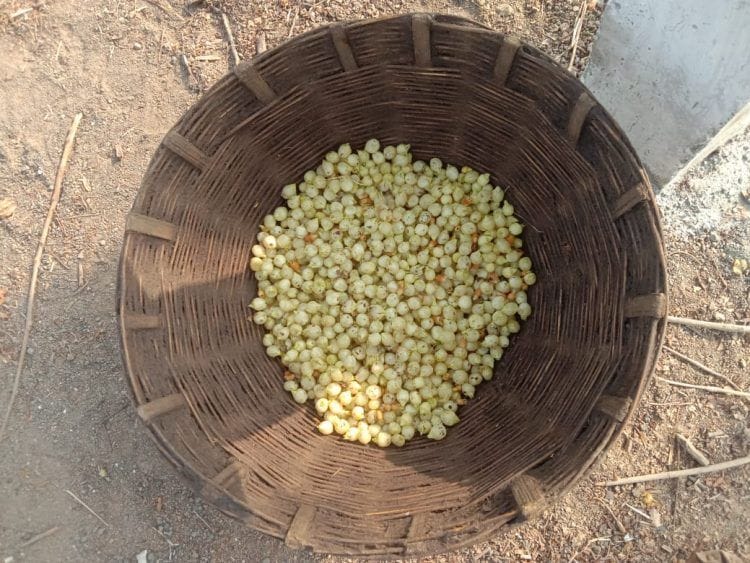 मोहफुले ठरणार आदिवासी समाजाच्या उपजीविकेसाठी वरदान