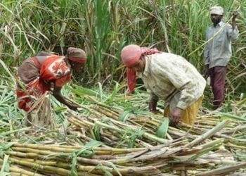 ऊसतोड कामगारांच्या मुलांसाठी शासकीय वसतीगृह योजना