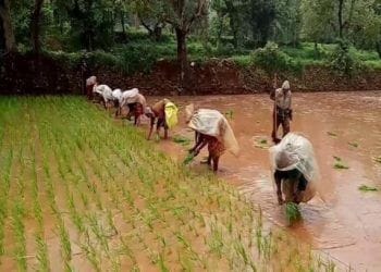 शेतक-यांनी ८० टक्के ओलावा असणा-या जमिनीमध्ये भाताच्या पेरण्या कराव्यात.