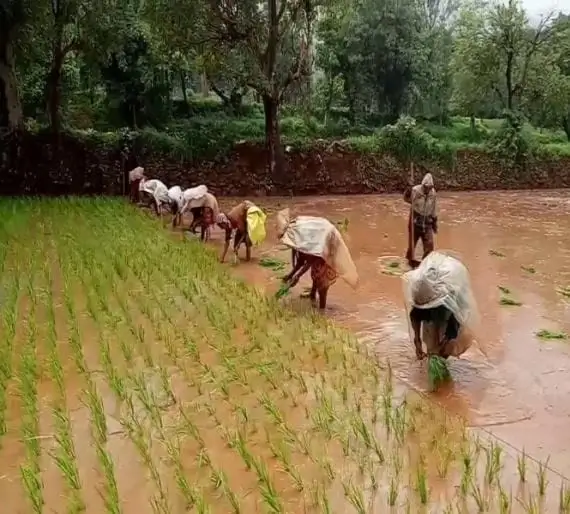 शेतक-यांनी ८० टक्के ओलावा असणा-या जमिनीमध्ये भाताच्या पेरण्या कराव्यात.