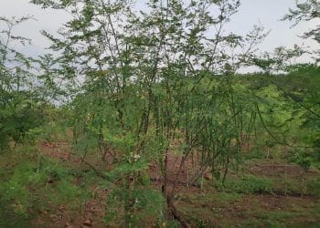 खडकाळ जागेत आदिवासी शेतकऱ्याचा शेवगा शेतीचा प्रयोग