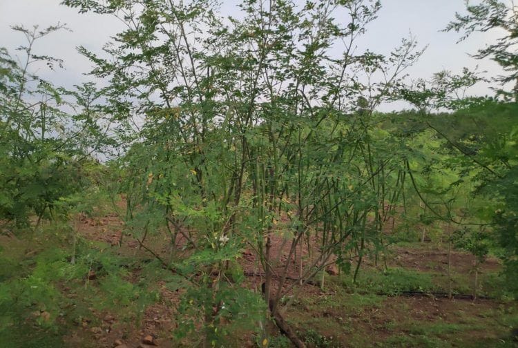 खडकाळ जागेत आदिवासी शेतकऱ्याचा शेवगा शेतीचा प्रयोग