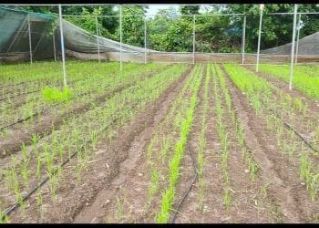 एसआरटी पद्धतीने वाड्यात औषधी निळ्या, काळ्या रंगातील भाताची लागवड