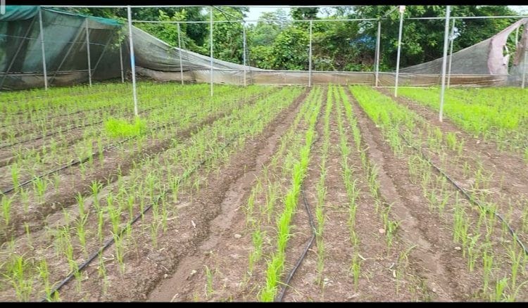 एसआरटी पद्धतीने वाड्यात औषधी निळ्या, काळ्या रंगातील भाताची लागवड