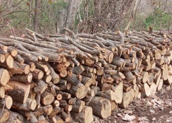 आदिवासींच्या मालकी लाकडांच्या ऑनलाईन लिलावात आदिवासींबरोबर शासनाची फसवणूक