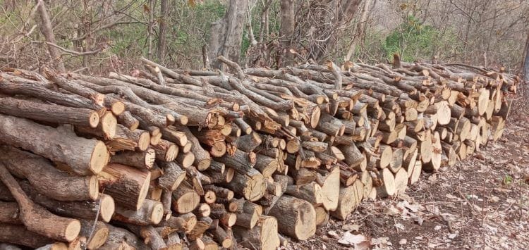 आदिवासींच्या मालकी लाकडांच्या ऑनलाईन लिलावात आदिवासींबरोबर शासनाची फसवणूक