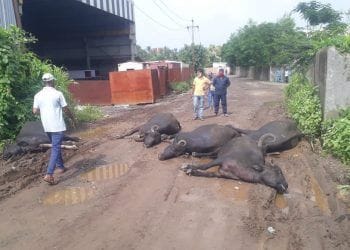 खुपरी येथे विजेच्या धक्क्याने ५ म्हशींचा मृत्यू