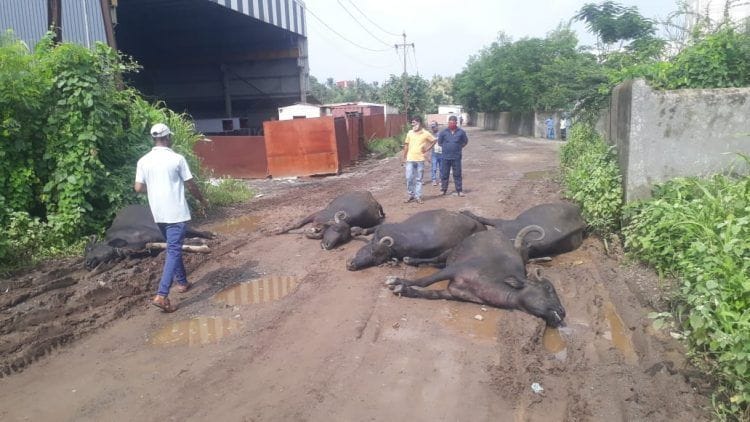 खुपरी येथे विजेच्या धक्क्याने ५ म्हशींचा मृत्यू