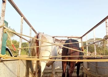 तारापूरात गोहत्येचे सत्र सुरूच