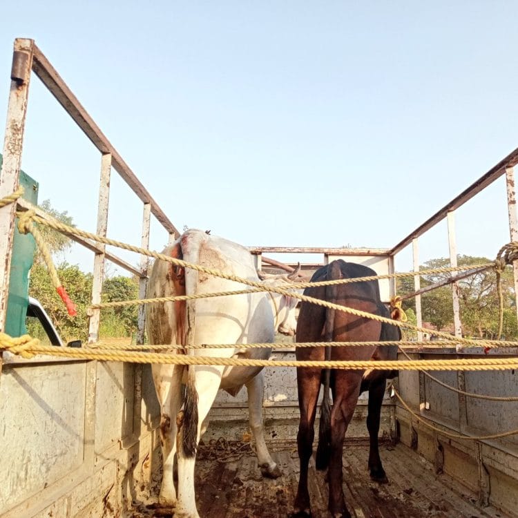 तारापूरात गोहत्येचे सत्र सुरूच
