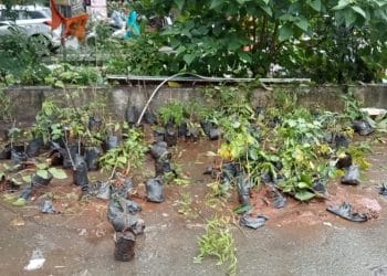 बोईसरमध्ये रोपटे वाटपचा निव्वळ देखावा