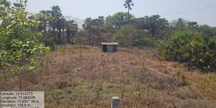स्थानिक दलालांना हाताशी धरून मोकळ्या जागेत दाखवली लाखोची झाडे; वाढवण बंदर भूसंपादन प्रक्रियेची पुन्हा तपासणी सुरू